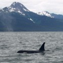 This orca got really close to our boat